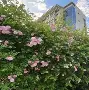 哈登主教练3选1结果意外(哈登主教练3选1结果意外了) 哈登主教练3选1结果意外(哈登主教练3选1结果意外了)